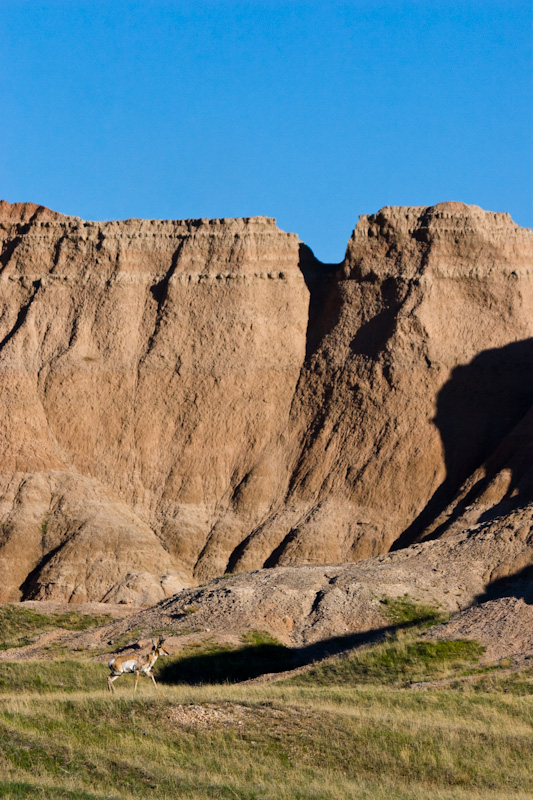 Pronhorn And Badlands